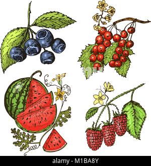 Impostare le bacche. lampone, mirtillo bacche di olivello spinoso, ribes rosso, fragole, ribes, anguria, cloudberry, rosa canina, mirtillo, lampone. incisi disegnati a mano nel vecchio sketch, in stile vintage. Illustrazione Vettoriale