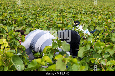 Verzy, Francia - 10 Settembre 2017: Raccolta di Pinot Nero nella regione di Champagne con i lavoratori di sesso femminile nascosto nel vigneto nel vigneto. Foto Stock