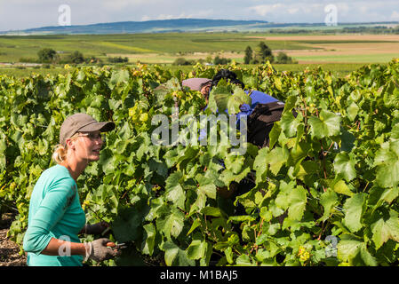 Verzy, Francia - 9 Settembre 2017: Raccolta delle uve in zona dello champagne con la donna il taglio di uve chardonnay in vigna a Verzy. Foto Stock