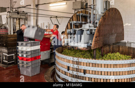 Dizy, Francia - 10 Settembre 2017: in legno antico vino presse (pressoir) e uomini al lavoro con le gabbie delle uve in Champagne casa reggente in Dizy, Francia Foto Stock