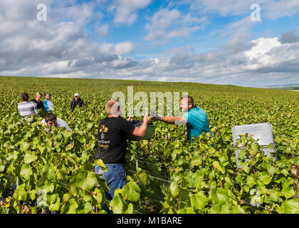 Verzy, Francia - 10 Settembre 2017: Raccolta di Pinot Nero nella regione di Champagne con lavoratori di sesso femminile e maschile nella vigna. Foto Stock