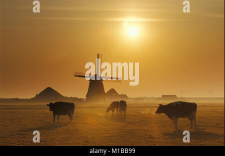 I Paesi Bassi. Petten. Polder chiamato Pettemer polder. Nebbia. Sunrise. Mulino a vento. Le vacche. Foto Stock