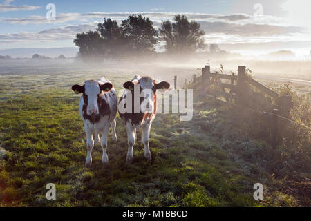 I Paesi Bassi, Nederhorst den Berg. Le mucche in nebbia di mattina. Sunrise. Foto Stock