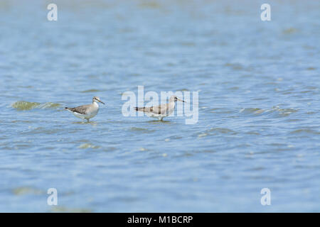 2 grigio-tailed Tattler (Tringa brevipes) sul mare. Foto Stock