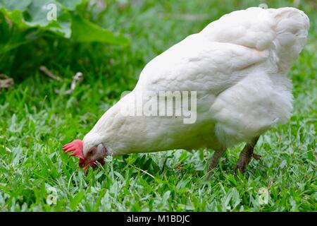 Strato bianco hen rovistando su un prato, Townsville, Queensland, Australia Foto Stock