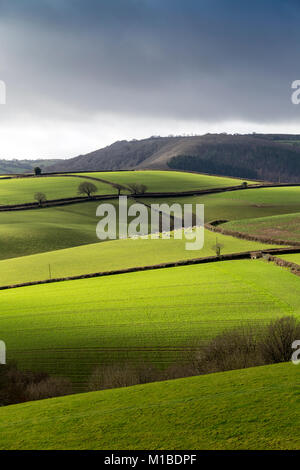 I campi di rotolamento Devon,Parco Nazionale di Dartmoor,prato pascolo, paddock, verde, penna, prati, pascoli, cotica erbosa,teign valley,l'agricoltura, la coltivazione, Foto Stock