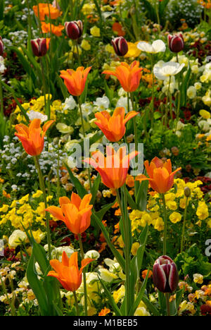 Tulpenbeet - letto di tulipani Foto Stock