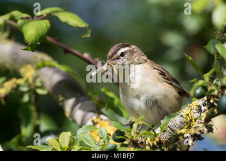 Vista frontale ravvicinata dell'uccello guerriero selvatico del Regno Unito (Acrocephalus schoenobaenus) isolato nell'albero, perching sul ramo, raccolta di insetti in becco. Foto Stock