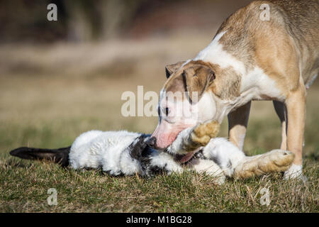 Cane di mangiare un coniglio, materie cane alimentazione modello preda Foto Stock
