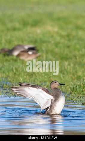 Drake Canapiglia anatra (Anas strepera) in acqua in un campo inondato di ali di stiramento in inverno nel West Sussex, in Inghilterra, Regno Unito. Canapiglia ritratto di un anatra. Foto Stock