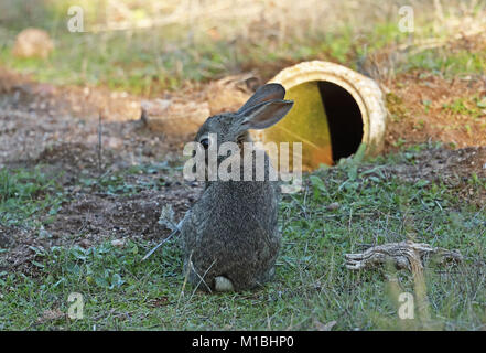 Coniglio europeo (oryctolagus cuniculus algirus) cura maschile all ingresso della tana artificiale, creato per la lince iberica programma di ripristino Parque Natur Foto Stock