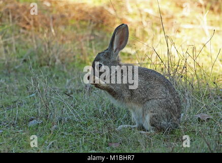 Coniglio europeo (oryctolagus cuniculus algirus) maschio faccia il lavaggio Parque Natural Sierra de Andujar, Jean, Spagna gennaio Foto Stock