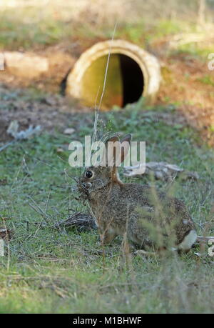 Coniglio europeo (oryctolagus cuniculus algirus) femmina con erba per nidificare all ingresso della tana artificiale, creato per la lince iberica programma di ripristino Foto Stock