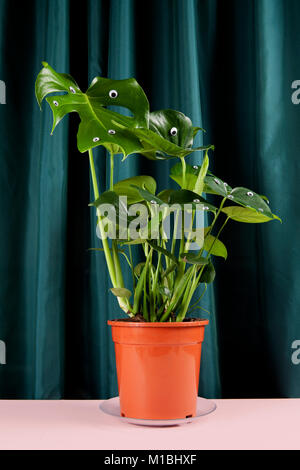 Eccentrico e freak monstera deliciosa pianta con numerosi gli occhi su una cortina verde dello sfondo. Gradiente di toni e su toni. Il minimo divertente e stravagante pop Foto Stock