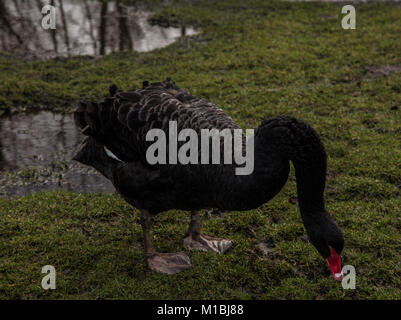 Black Swan mute a Martinmere Foto Stock