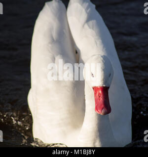 Cigno a Martinmere WWT Foto Stock