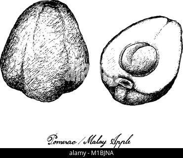 Frutta, Illustrazione disegnata a mano schizzo di Pomerac freschi, Malay rosa mela, Pomme Malac o Syzygium Malaccense isolati su sfondo bianco. Illustrazione Vettoriale