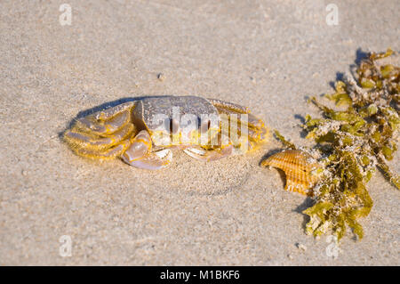 Atlantic ghost crab - Ocypode aggettivo (sabbia granchio) - seduto sulla spiaggia di sabbia in una luminosa giornata di sole Foto Stock