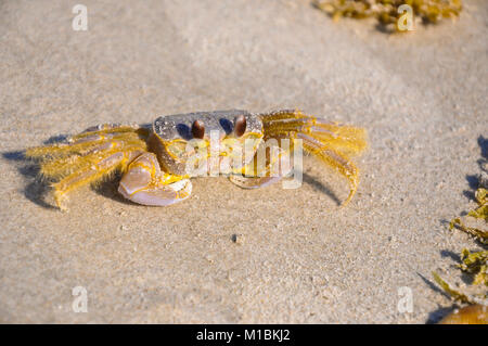 Atlantic ghost crab - Ocypode aggettivo (sabbia granchio) - seduto sulla spiaggia di sabbia in una luminosa giornata di sole Foto Stock