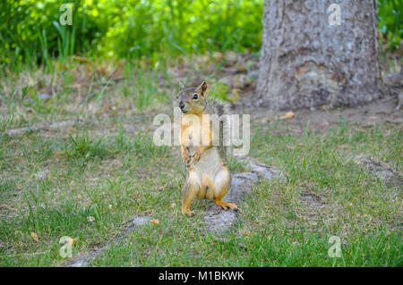 Maschio di Fox Squirrel in piedi sulle zampe posteriori guardando la fotocamera Foto Stock