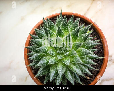 Aloe pianta in vaso di fiori Foto Stock