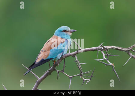 Rullo europea (Coracias garrulus), seduti su Dornenast, Pleven regione, Bulgaria Foto Stock