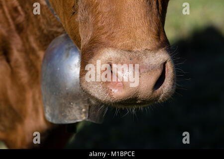 Primo piano del naso di un marrone mucca svizzera indossando una campana Foto Stock