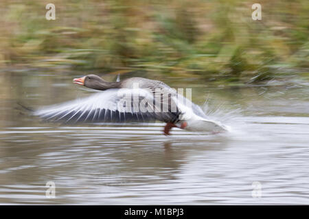 Graylag goose (Anser anser), volare sull'acqua, Germania Foto Stock