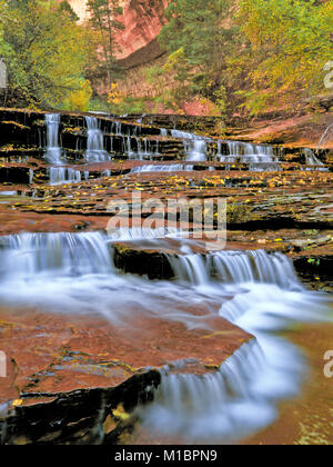 I colori dell'autunno a arcangelo cascate lungo forcella sinistra north creek nel parco nazionale di Zion, Utah Foto Stock