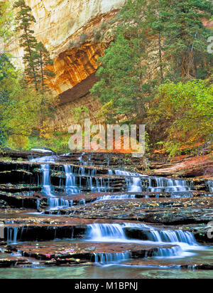 I colori dell'autunno a arcangelo cascate lungo forcella sinistra north creek nel parco nazionale di Zion, Utah Foto Stock