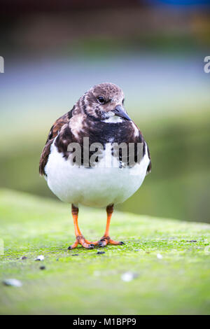 Newlyn Turnstone Foto Stock