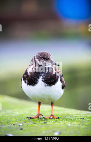 Newlyn Turnstone Foto Stock