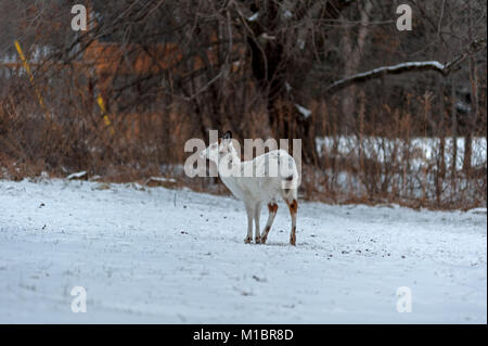 Pezzati cervo sulla coperta di neve campo. Foto Stock