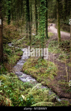 Cardinham boschi in Cornovaglia - un piccolo flusso di fiume che scorre attraverso boschi Cardinham in Bodmin Cornwall. Foto Stock