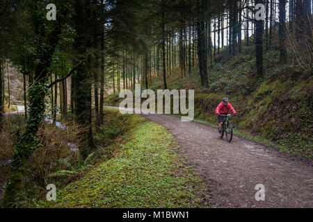 Cardinham boschi in Cornovaglia - un mountain biker in sella lungo una via che corre attraverso boschi di Cardinham in Bodmin Cornwall. Foto Stock