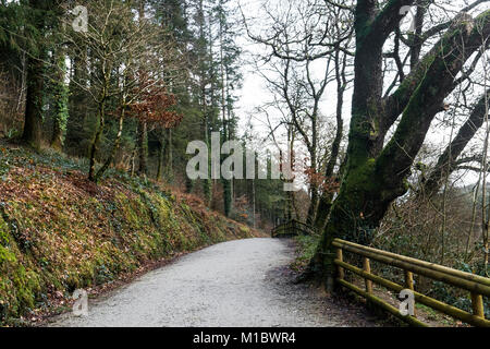 Cardinham boschi in Cornovaglia - una via che corre attraverso boschi di Cardinham in Bodmin Cornwall. Foto Stock