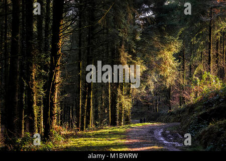 Cardinham boschi in Cornovaglia - la luce del sole se alberi in boschi Cardinham in Bodmin Cornwall. Foto Stock