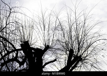 Rami e ramoscelli di alberi pollarded sillhouetted contro un cielo grigio. Foto Stock