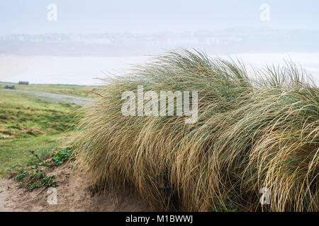 Marram Grass Ammophila - Beachgrass; crescita sulla costa a Newquay Cornwall. Foto Stock