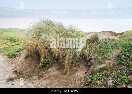 Marram Grass Ammophila - Beachgrass; crescita sulla costa a Newquay Cornwall. Foto Stock