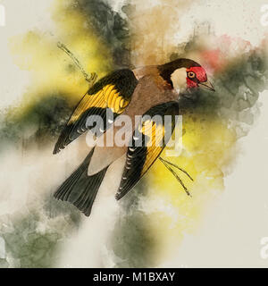 Migliorate digitalmente immagine di un cardellino europeo. Xix secolo illustrazione di un cardellino europeo (Carduelis carduelis) su un ramo. Questo uccello alimentazioni principali Foto Stock