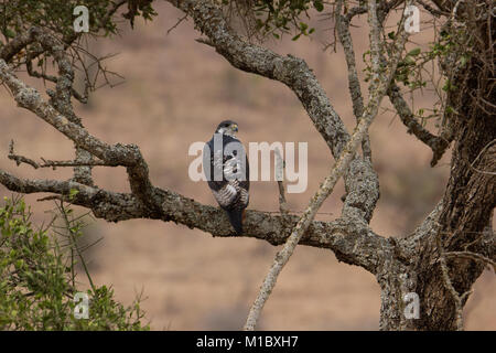 Promettono Buzzard Eagle in Kenya Foto Stock