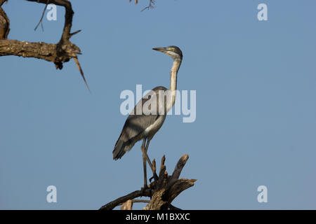 Testa nera heron a Yoani farm, Kenya Foto Stock