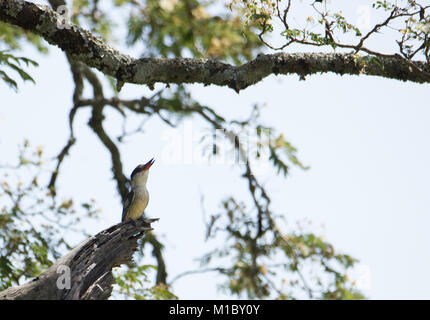 Striped Kingfisher a Yoani farm Kenya Foto Stock