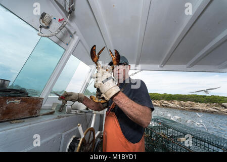 Il capitano può contenere fino ad un uovo che trasportano femmina che sarà restituito al mare. Chebeague Island, Casco Bay, Maine Foto Stock