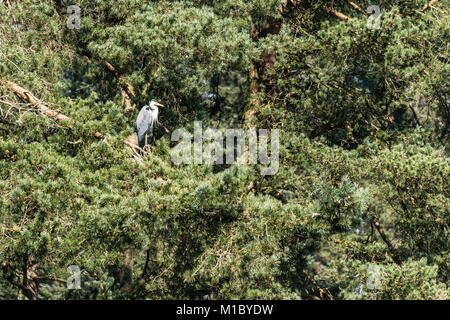 Un Airone cinerino (Ardea cinerea) appollaiate in una struttura ad albero Foto Stock