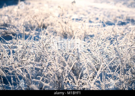 Congelati rami di erba sul campo nel gelo di fiocchi di neve in inverno la neve close-up inverno macro crystal tonica foto Foto Stock