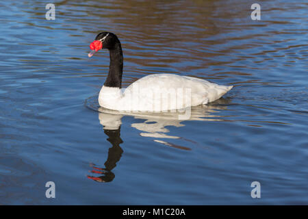 Nero a collo di cigno, Cygnus melanocoryphus, Wildfowl and Wetlands Trust, Slimbridge, Gloucestershire, UK. Foto Stock