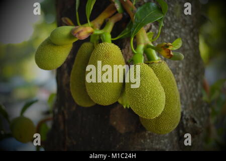 Jackfruit (Artocarpus heterophyllus) sulla struttura ad albero. Chiang Mai, Thailandia. Foto Stock