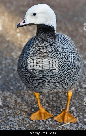 L'imperatore d'oca, Anser canagicus, Wildfowl and Wetlands Trust, Slimbridge, Gloucestershire, UK. Foto Stock